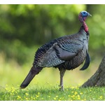 住宅地を恐怖に陥れる七面鳥軍団