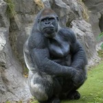ゴリラ姿の男性に誤って鎮静剤、脱走想定の訓練を獣医が勘違い。
