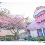 東京ディズニーリゾートの桜が開花