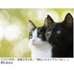 人気マンガ「猫よん。」実写化、チンとクロが“歌手”デビューも。