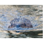 川でビーバーの猛襲受け大けが、カヤック転覆→水中に引きずり込まれる。