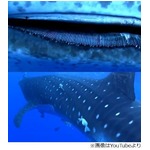 振り向くと顔先にジンベエザメ、海中で“ヒヤリ体験”したダイバー。
