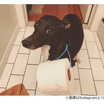 「トイレに紙がない！」ピンチ救った忠犬