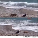 “海へ進撃”赤ちゃん守った犬、波打ち際に先回りして危機的状況回避。