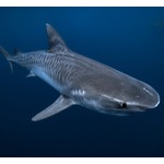 “サメの分泌物”に人間の傷を治癒する可能性
