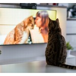 「愛猫はテレビを見ますか？」半数は“見る”と回答