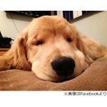 キュートな盲目犬の人気爆発、偉大な歌手と同名“レイ・チャールズ”。