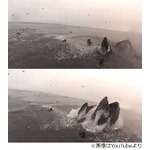 鯨に丸呑みピンチの恐怖映像、水面下から突然浮上の迫力に大反響。