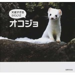 “天使すぎる”オコジョ写真集、貴重なかわいらしい表情が満載。