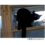「犬のような声」を誤魔化す猫、背後から来た飼い主に気付き鳴き声変化。