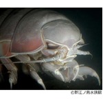 餌食う？食欲旺盛なグソクたん、ニコニコ生放送の中継に“番外編”。