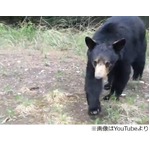 “森のクマさん接近”どうする、逃げてもついてくる至近距離映像が話題。