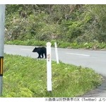 狩野英孝が“野生のクマ”に遭遇「ロケ中。え？え？？怖い。。」