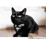 猫が隣家窓叩き“助け”求める、飼い主が薬の影響で倒れピンチに。