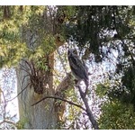 ダルビッシュ、散歩中に野生動物遭遇「見られてる」