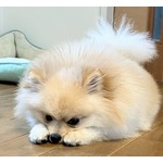 すべての犬の中で“最もオナラが臭い犬種”“最も頻繁にオナラをする犬種”発表