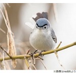 恋人の父親にそっくりな鳥