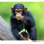 チンパンジーと“恋愛中”の女性、動物園出禁に