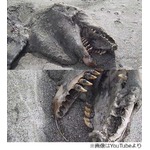 砂浜の“謎の死骸”に住民驚愕、撮影した動画再生回数は160万回突破。