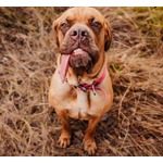 “世界で最も長い舌を持つ犬”の飼い主「見る人の顔を自然と笑顔にする」