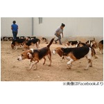 動物実験のわんこ156匹を救出、ずっと閉じ込められ初めて太陽の下に。