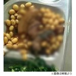 学食の料理にネズミ丸一匹混入、豚足と大豆の煮込みの中に埋もれていた。