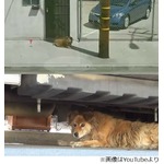 GoogleSVで保護された捨て犬、10年近くも同じ場所で生き抜いていた。