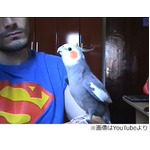 マリオの曲歌うオカメインコ、愛らしい姿に「かわいい」の声が多々。