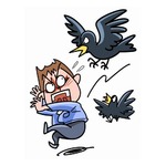 カラスの“恨みつらみ”は17年間続く、相手を長期間記憶していることが判明