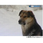 極寒の地で亡きがらに寄り添う犬、2週間離れず“ハチ公”の愛称も。