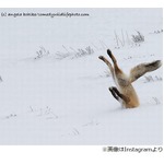 雪に刺さった？ キツネの写真が話題に