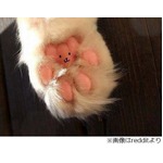 猫の足の裏に隠れていたもの、ぷにぷにの肉球好き悶絶の一枚に反響。