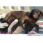 子犬の危機に母わんこが機転、迫り来る山火事を前に穴掘って避難。