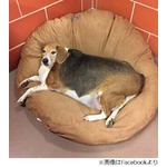 “太りすぎたビーグル犬”保護、通常の4倍近い体重で歩行も困難に。