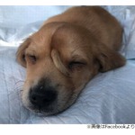 額にしっぽ“ユニコーン犬”が話題に