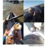 沖合の岩場で怯える犬を救出、ボート乗りの男性が“海に犬”に驚く。
