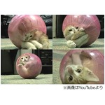 ハムスターボールの中で遊ぶ猫、狭いスペースで身を丸めるキュートな姿。