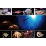 シーパラに深海生物特化エリア、常設展示「サメコレクション」も。
