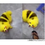 “ピカチュウ犬”染色し大炎上「ひどい虐待だ」「怒りに震える」。