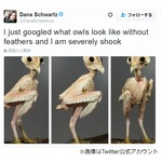 “羽根のないフクロウ”に衝撃走る