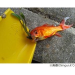 金魚の口に水草が生えていた「いったい何が起きたというんだ……」。