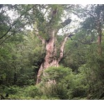 菜々緒、阿部寛を初めて見たときは「縄文杉見たときの衝撃」受けた