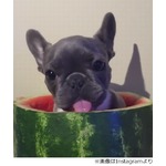 “スイカの中”で食べるわんこ、むしゃむしゃペロペロおいしそう。
