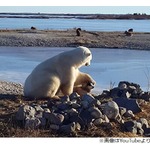 シロクマさん、わんこの頭をなでなで