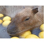 カピバラが魅せた恍惚の表情、露天“グレープフルーツ湯”にダイブ。