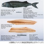 “サケ”食べ尻から油止まらず、レストランが有害深海魚を偽装して提供か。