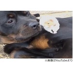 “仲良し”わんことハムスター、飼い主「お互いにとって最高の友人」。