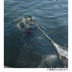 海中から現れる恐怖のピエロ、コラ画像とネタばらしも震える人続出。