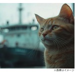 貨物コンテナに3週間閉じ込められた猫を救出、“中国→アメリカ”太平洋横断