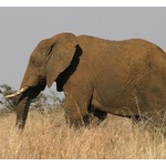 “ゾウの睾丸”がん治癒に関する秘密が隠されている？
